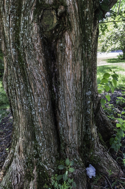 Metasequoia bark